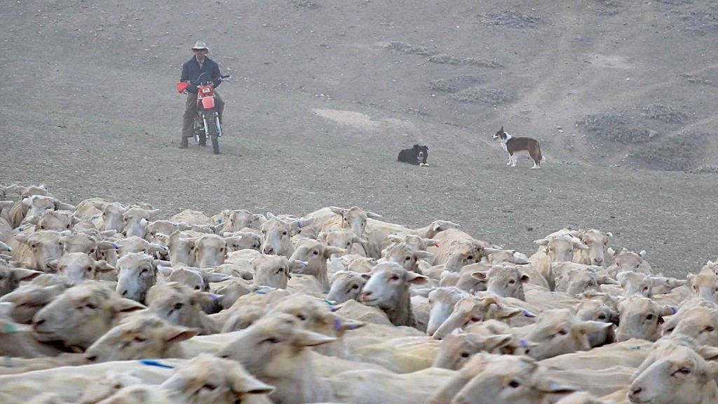 National Sheep Improvement United States 4 National Sheep Improvement United States 3